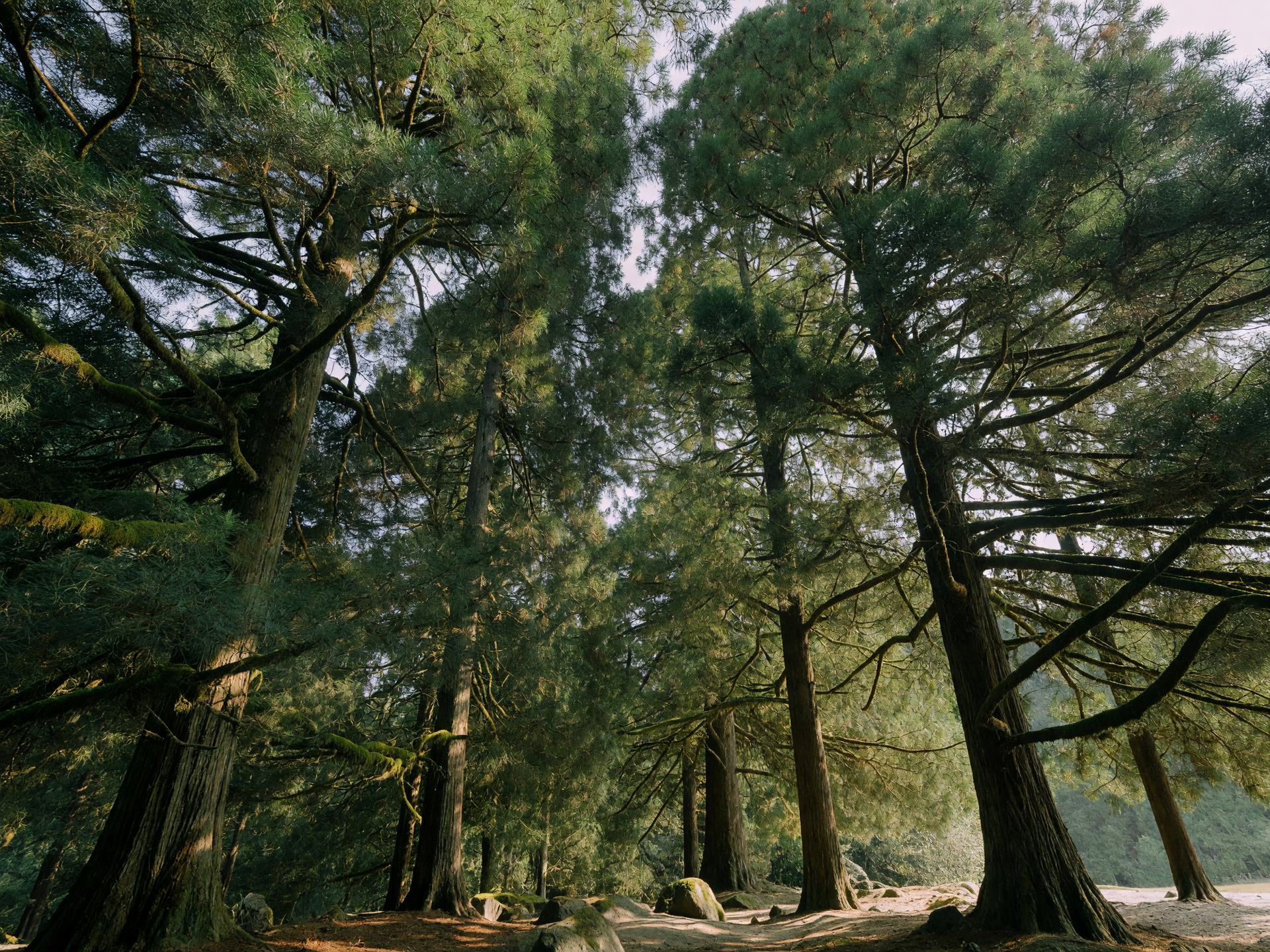 見上げる杉の森の梢 — canopy view of tall cedar trees